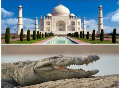Taj Mahal Chambal Safari Tour