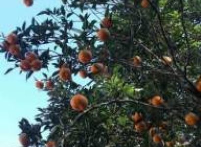 DARJEELING WITH CHOTA MANGAWA & BARA MANGWA ORANGE VILLAGE TOUR - 2N 3D