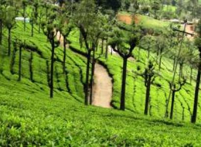 5 Night 6 Days Ooty  Tour Packages