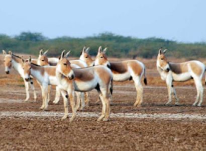 Ultimate 10-Day Gujarat Tour Package