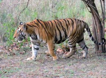 3N/4D Nainital & Jim Corbett National Park Tour package