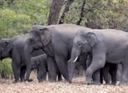 3N/4D Nainital & Jim Corbett National Park Tour package