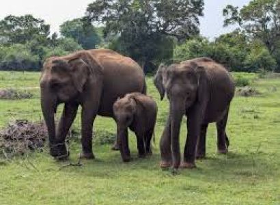 3N/4D Nainital & Jim Corbett National Park Tour package