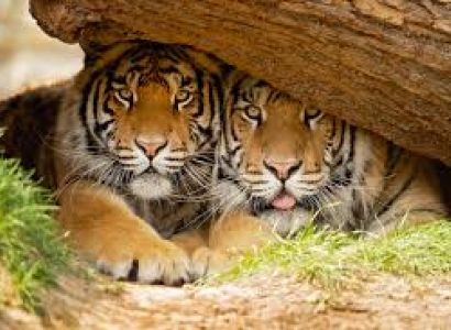 3N/4D Nainital & Jim Corbett National Park Tour package