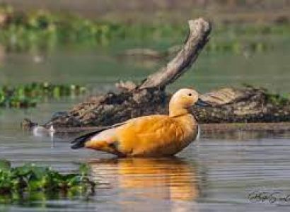 7 Days Family Tour – Nameri -Dirang - Tawang - Bomdila from Guwahati