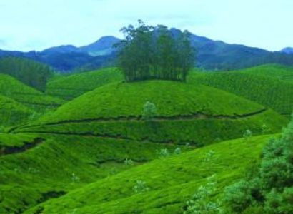 Munnar Tour