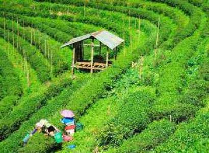 Gangtok, Lachung, Darjeeling Tour