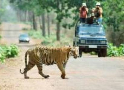 Rajasthan Tour with Tigers