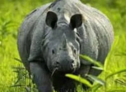 Manas, Nameri & Kaziranga Tour