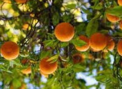 Oranges of Jamui Hills