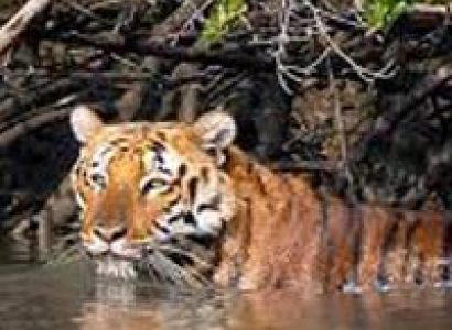 Sundarban Tour Package