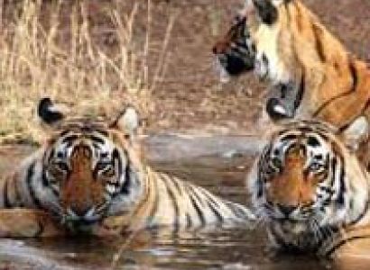 Sundarban Tour Package