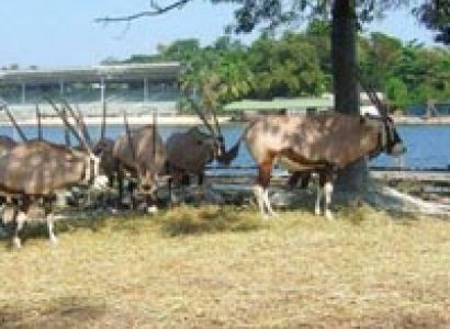 Bangkok + Pattaya Tour