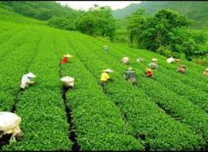 03 Nights Gangtok & 02 Nights Darjeeling Tour