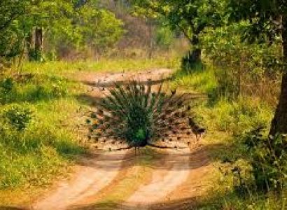 02 Nights & 03 Days Jim Corbett Tour