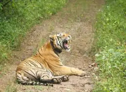 02 Night & 03 Days Sariska Tour Package