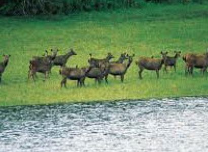 Kerala Dreams - Munnar - Thekkady - Kovalam Tour