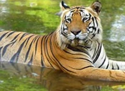 Nainital Jim Corbett Tour Package From Delhi