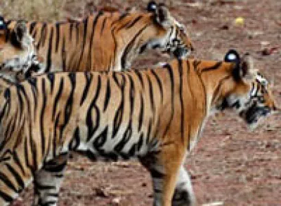 M.P Tour Package (HCA-130)