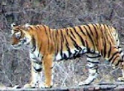 Khajuraho - Bandhavgarh Tour