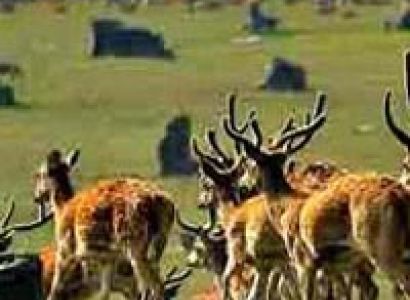 Khajuraho - Jabalpur - Kanha - Bhopal - Indore - Madhya Pradesh Tour