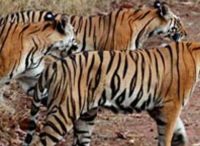 Madhya Pradesh Tiger Tour (6 Nights / 7 Days)