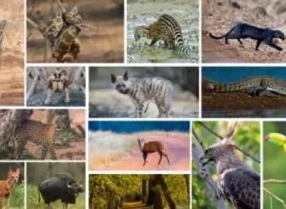 Tadoba With Nagzira - Pench National Park Tour 6 Night