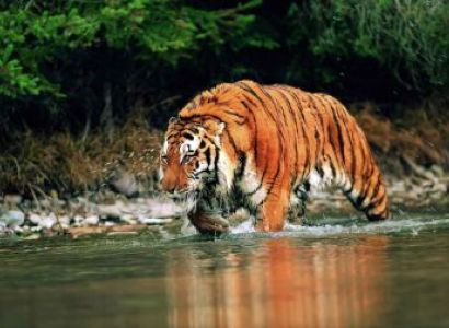 5 Nights - 6 Days Assam Wildlife Tour