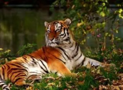 Bandhavgarh Tour Packages