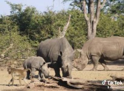 Game drive and Rhino Encounter