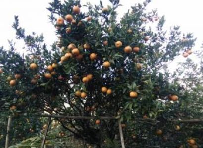 Sittong - Peshok/Lamahatta - Rishyap - Lava - Kolakham Tour