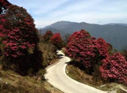 Sandakphu Phalut Tumling