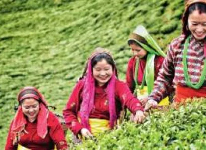 Peshok  Sittong  Darjelling Tour