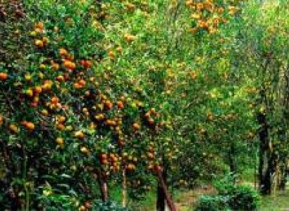 Peshok  Sittong  Darjelling Tour