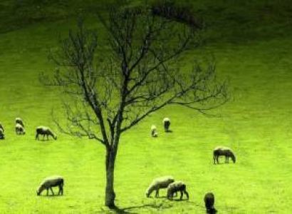 Srinagar Pahalgam Sonamarg Gulmarg Patnitop & Mata Vaisnodevi (Jammu & Kashmir)