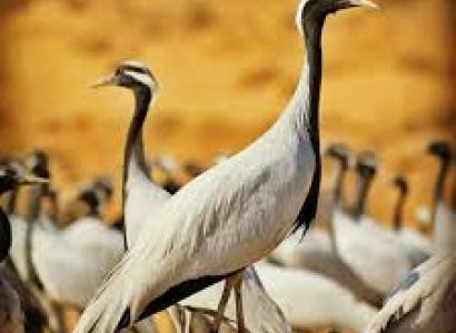 9N - 10D Rajasthan Tour Package