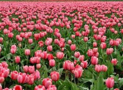 8 Night 9 Days Delhi - Kashmir Tour