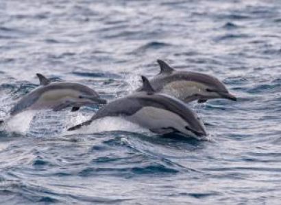 Goa Tourism 3 Nights - 4 Days