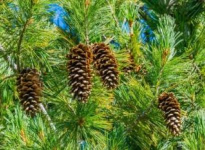 Kashmir Tourism 6 Nights - 7 Days