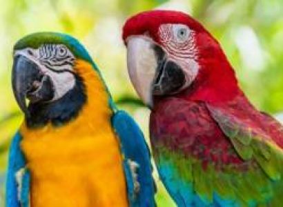 Tour Packages Of Singapore 3 Nights - 4 Days