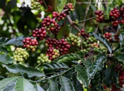 Places To Visit In Araku Valley 7 Nights - 8 Days