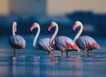 Rajasthan Tour Packages