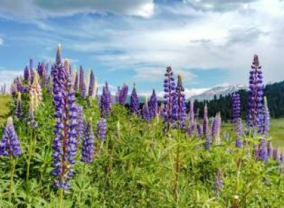 Kashmir Tour Package from Trichy - Chennai - Tamilnadu