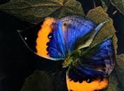 5 Days 4 Night Bagdogra Airport Dooars