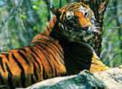 5 Days 4 Night Bagdogra Airport Dooars