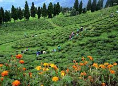 Bagdogra Tour Packages