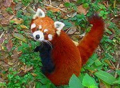 5 Night 6 Days Bagdogra  Airport  - New Jalpaiguri Railway Station to -  Darjeeling and Gangtok Tour