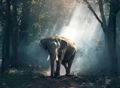 3 Night 4 Days Jalpaiguri Tour