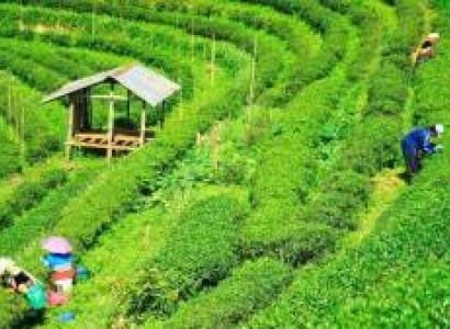 3 Night 4 Days  Bagdogra Airport  Darjeeling tour Package