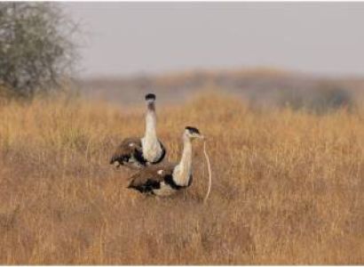 Wildlife Oasis of Desert